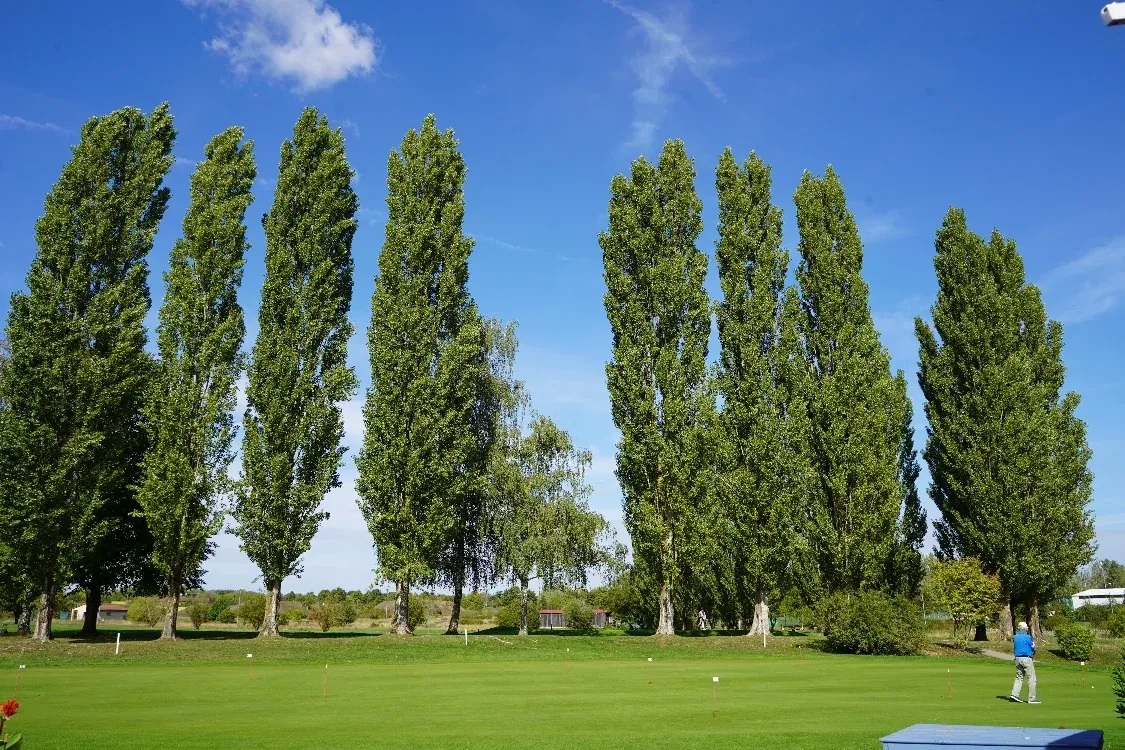 Eine Reihe hoher Pappeln vor blauem Himmel über dem Übungsgrün